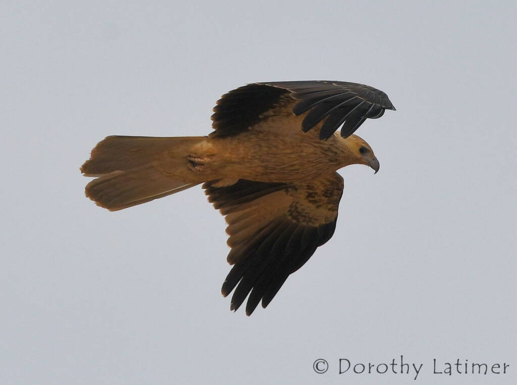 Whistling Kite (Haliastur sphenurus), Central Australia © Dorothy Latimer