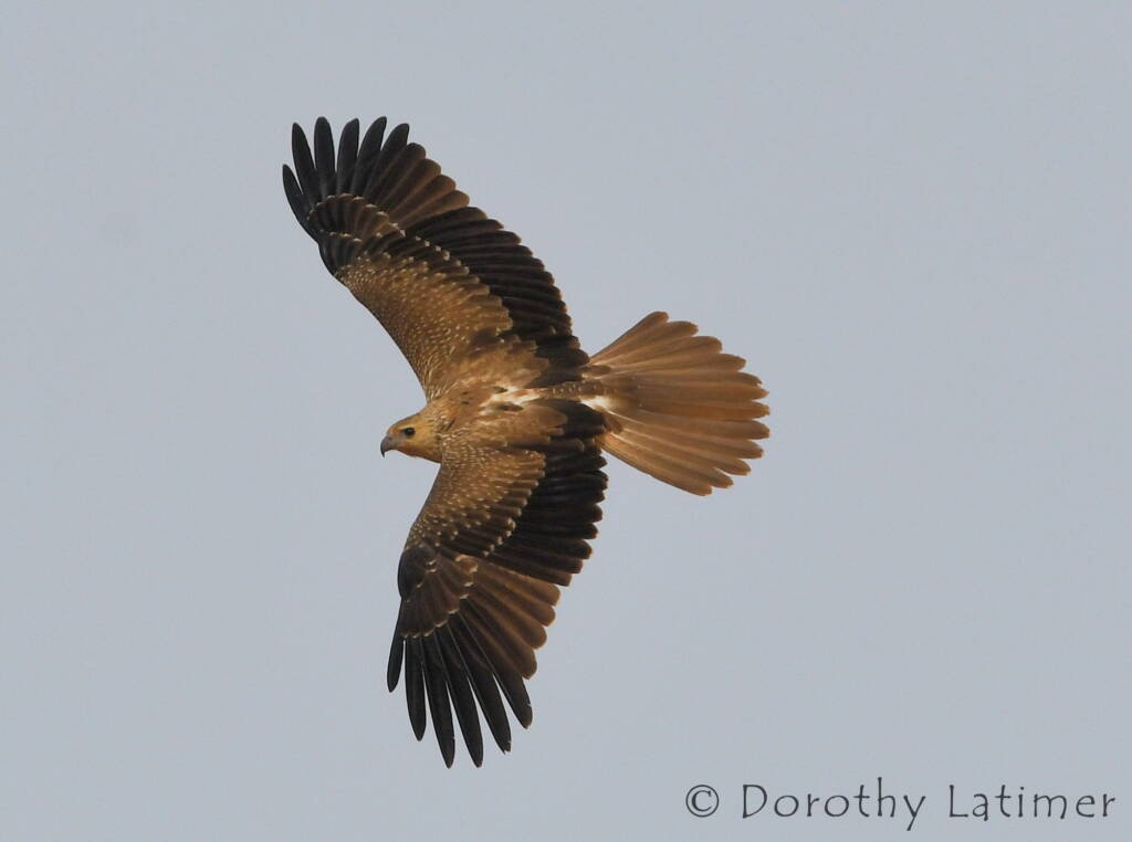 Whistling Kite (Haliastur sphenurus), Central Australia © Dorothy Latimer