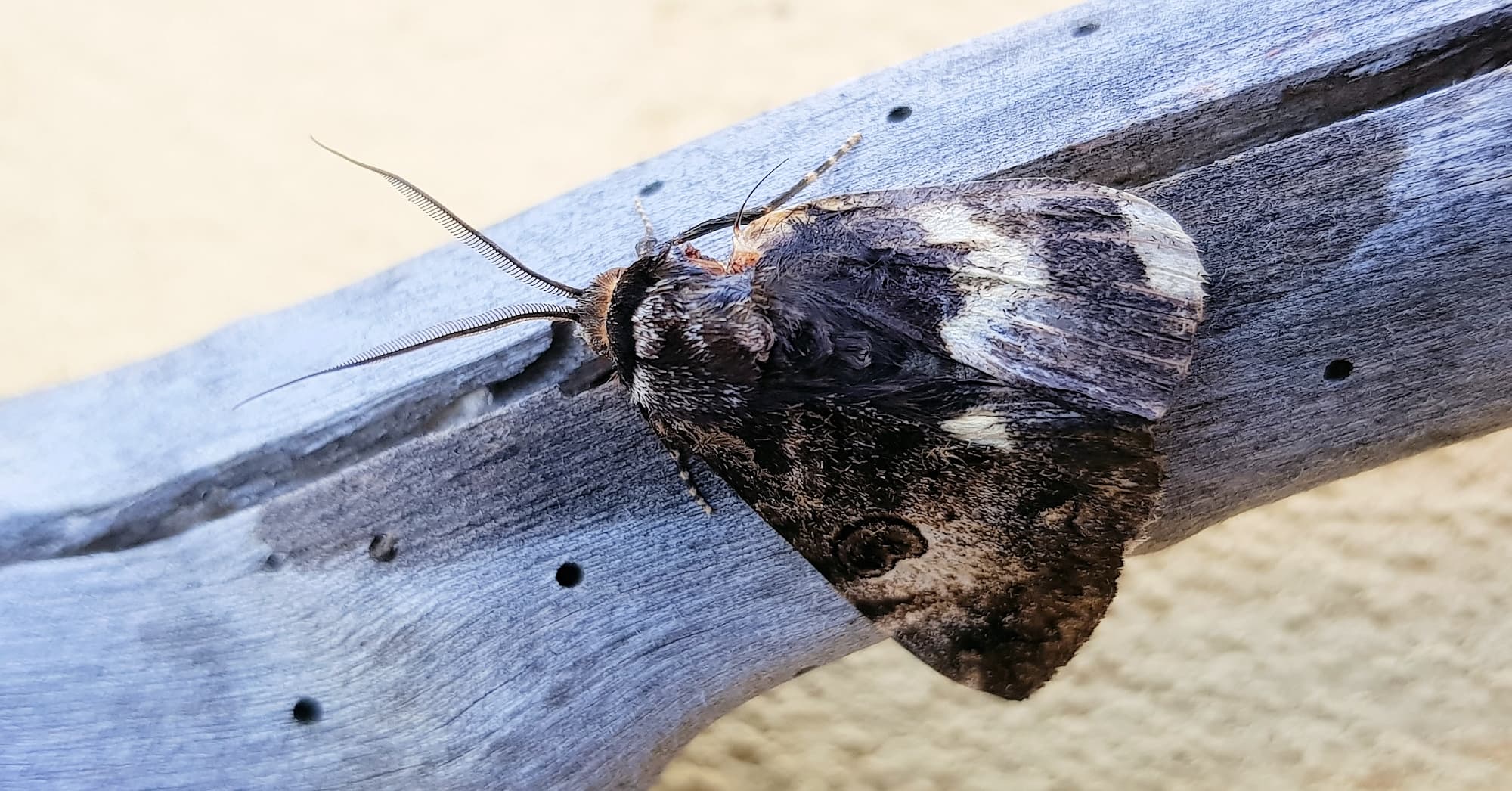 White-spotted Owl-Moth (Donuca spectabilis)