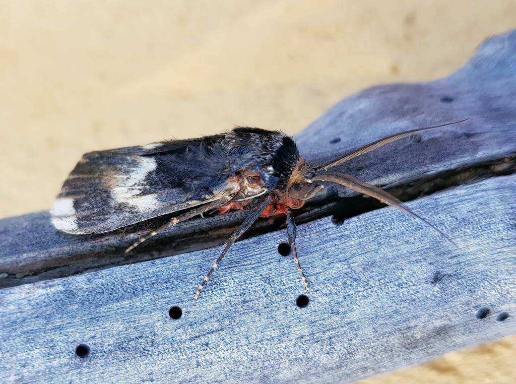 White-spotted Owl-Moth (Donuca spectabilis)
