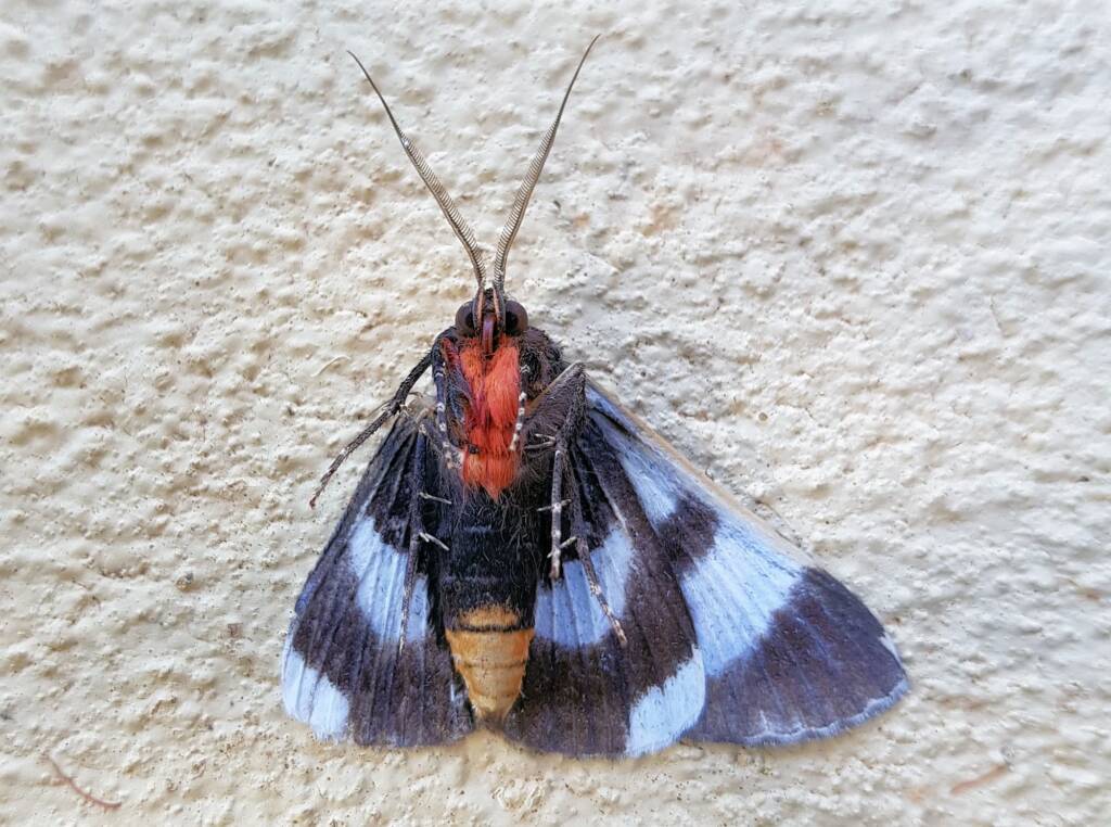 White-spotted Owl-Moth (Donuca spectabilis)
