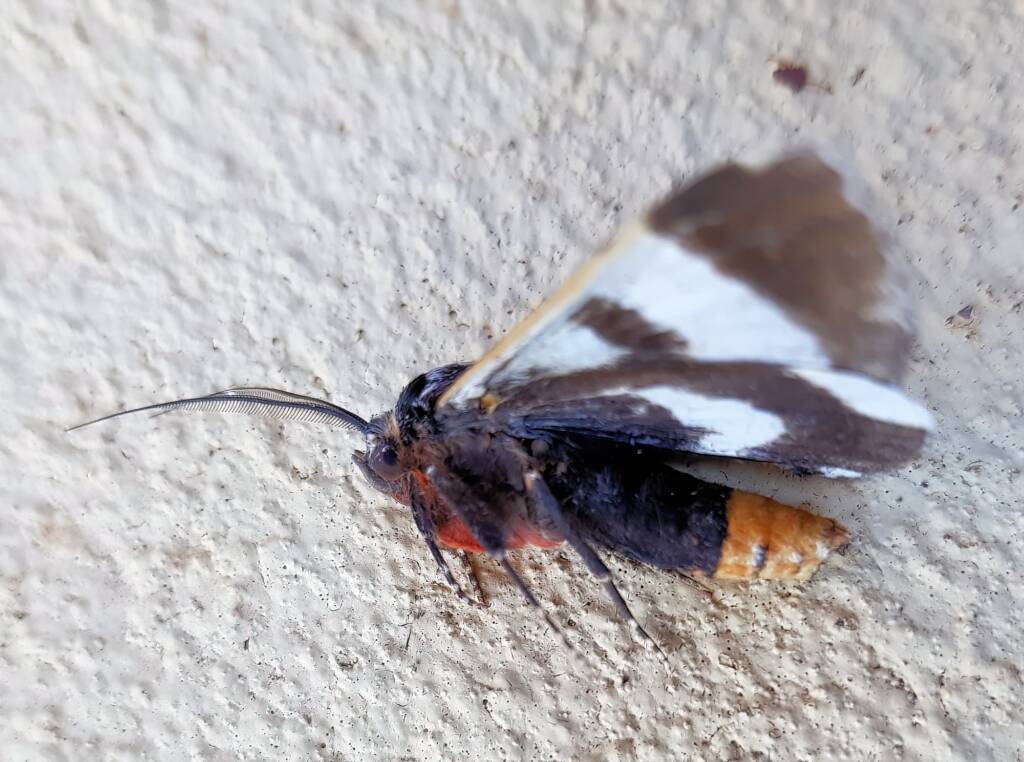 White-spotted Owl-Moth (Donuca spectabilis)