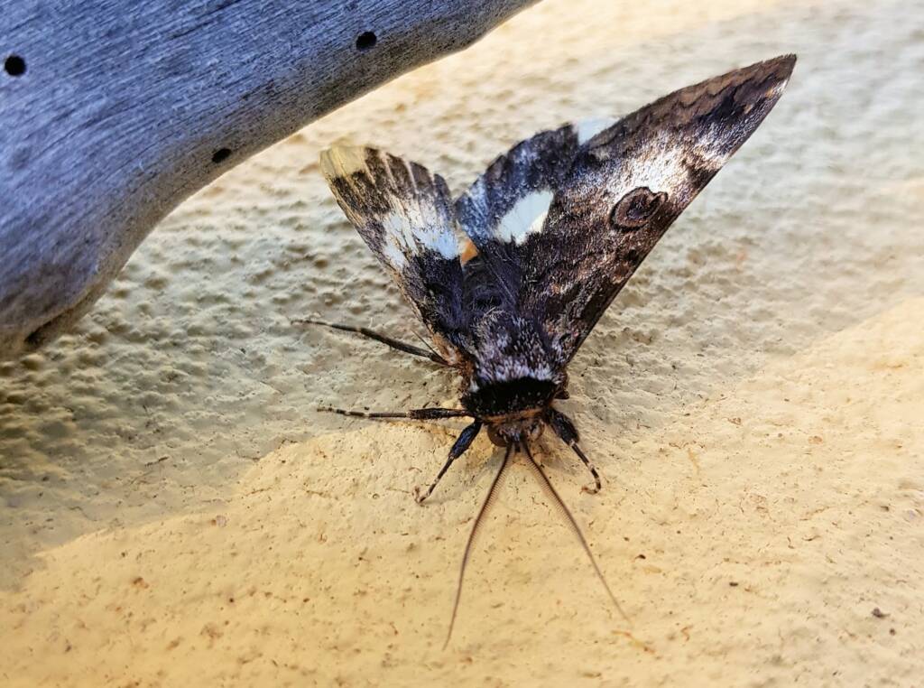 White-spotted Owl-Moth (Donuca spectabilis)