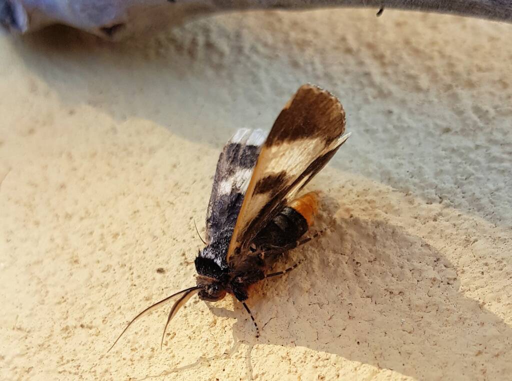 White-spotted Owl-Moth (Donuca spectabilis)