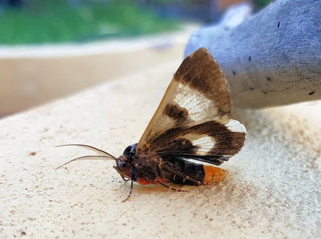 White-spotted Owl-Moth (Donuca spectabilis)