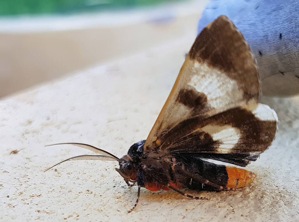 White-spotted Owl-Moth (Donuca spectabilis)