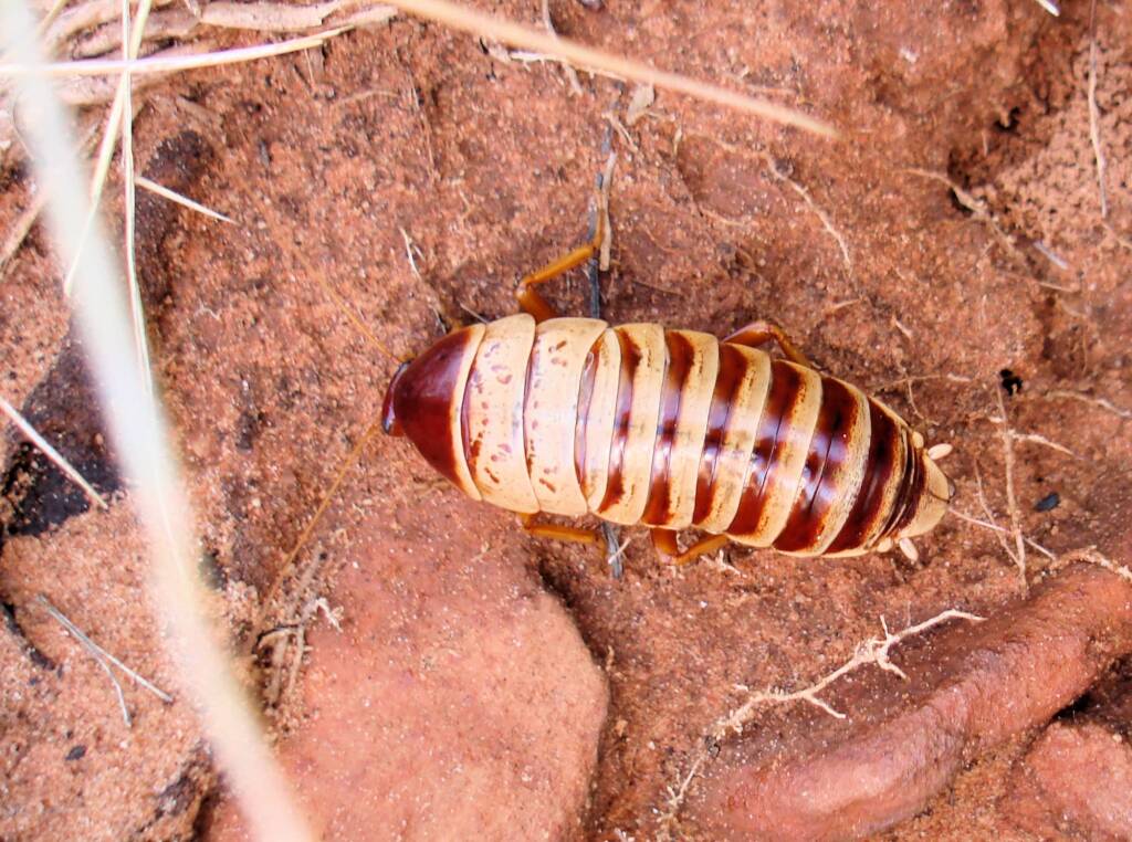 Anamesia sp. (Cockroach), Kings Canyon, NT