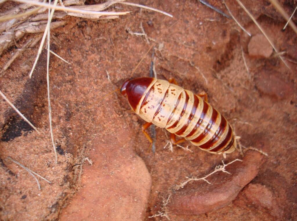 Anamesia sp. (Cockroach), Kings Canyon, NT