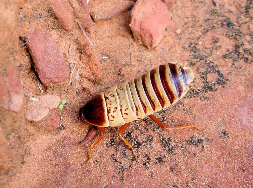 Anamesia sp. (Cockroach), Kings Canyon, NT