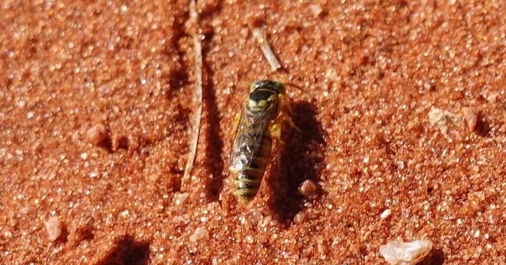 Sand Wasp (subfamily Bembicinae), Alice Springs, NT