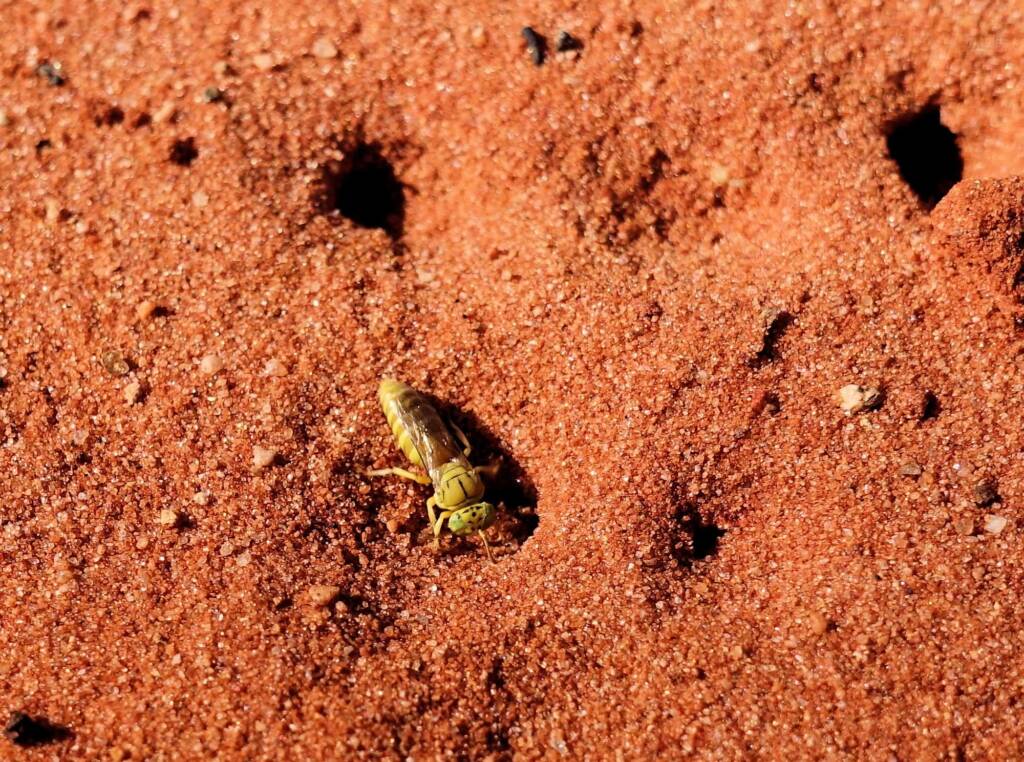 Sand Wasp (subfamily Bembicinae), Alice Springs, NT
