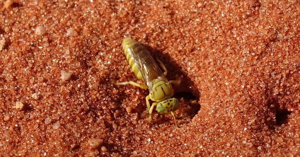 Sand Wasp (subfamily Bembicinae), Alice Springs, NT