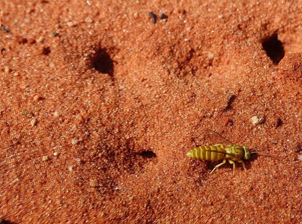 Sand Wasp (subfamily Bembicinae), Alice Springs, NT