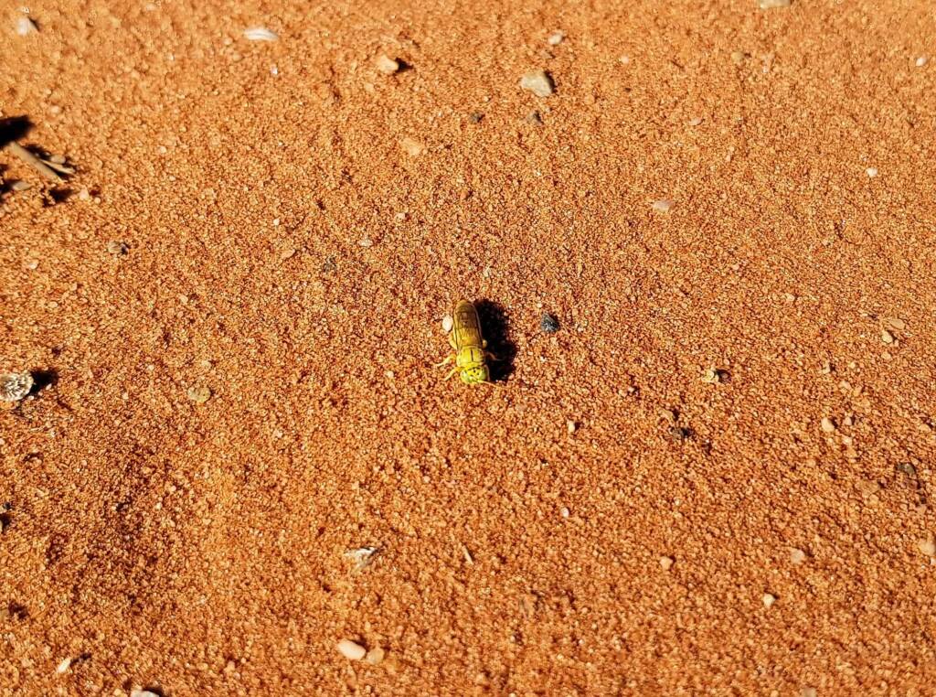 Sand Wasp (subfamily Bembicinae), Alice Springs, NT