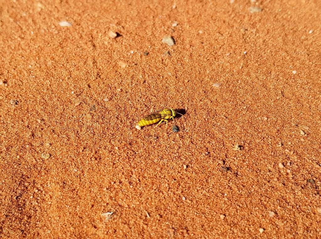 Sand Wasp (subfamily Bembicinae), Alice Springs, NT