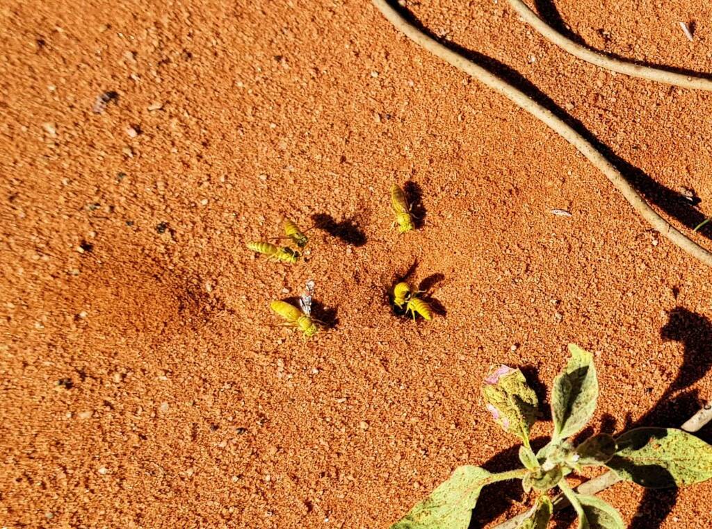 Sand Wasp (subfamily Bembicinae), Alice Springs, NT