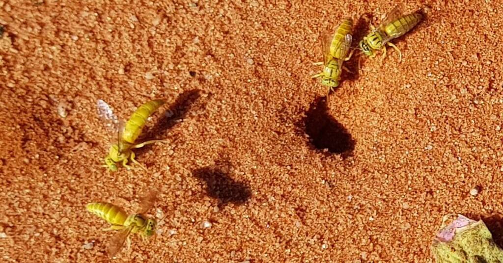 Sand Wasp (subfamily Bembicinae), Alice Springs, NT