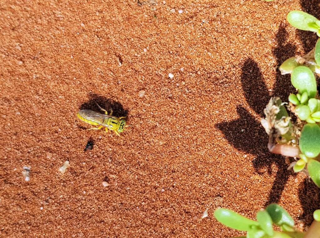 Sand Wasp (subfamily Bembicinae), Alice Springs, NT