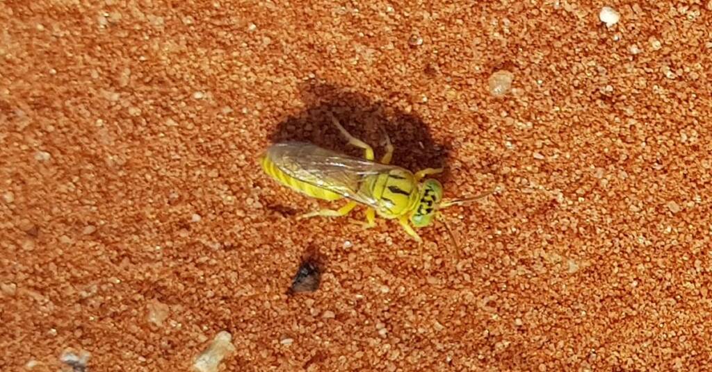 Sand Wasp (subfamily Bembicinae), Alice Springs, NT