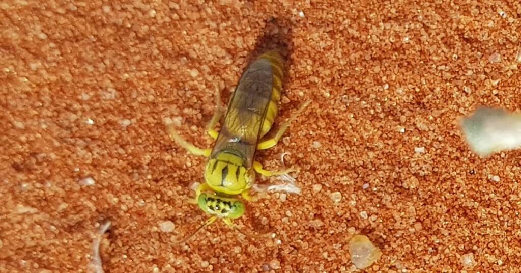 Sand Wasp (subfamily Bembicinae), Alice Springs, NT