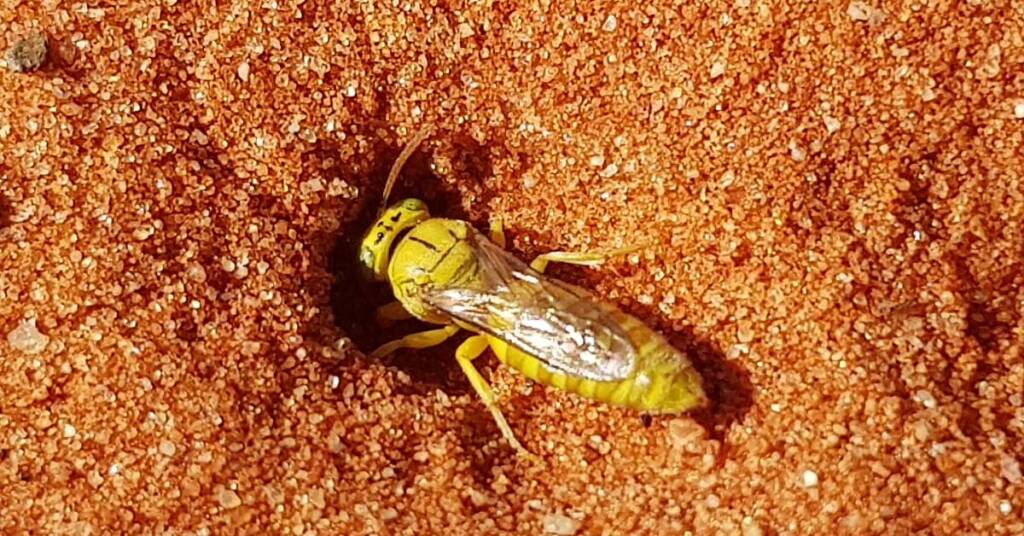 Sand Wasp (subfamily Bembicinae), Alice Springs, NT