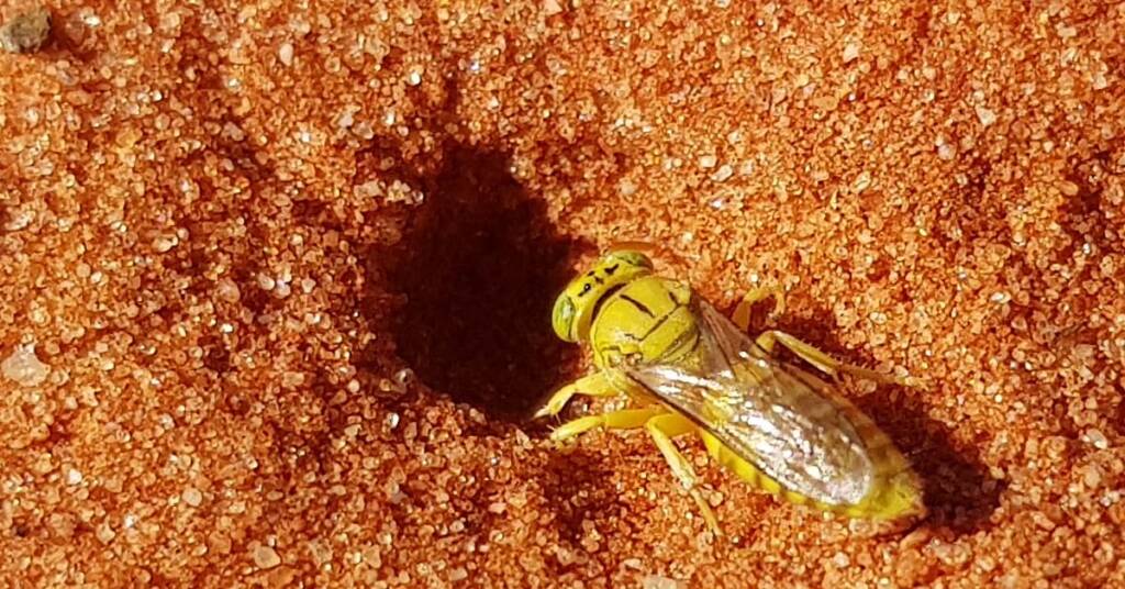 Sand Wasp (subfamily Bembicinae), Alice Springs, NT