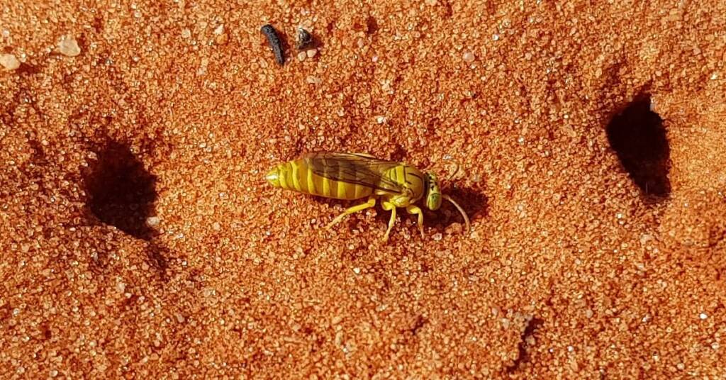 Sand Wasp (subfamily Bembicinae), Alice Springs, NT