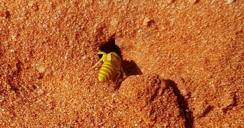 Sand Wasp (subfamily Bembicinae), Alice Springs, NT