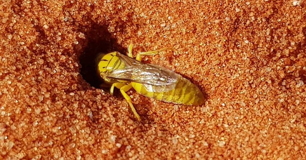 Sand Wasp (subfamily Bembicinae), Alice Springs, NT