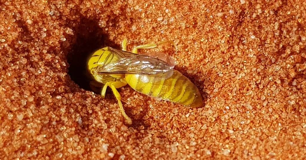 Sand Wasp (subfamily Bembicinae), Alice Springs, NT