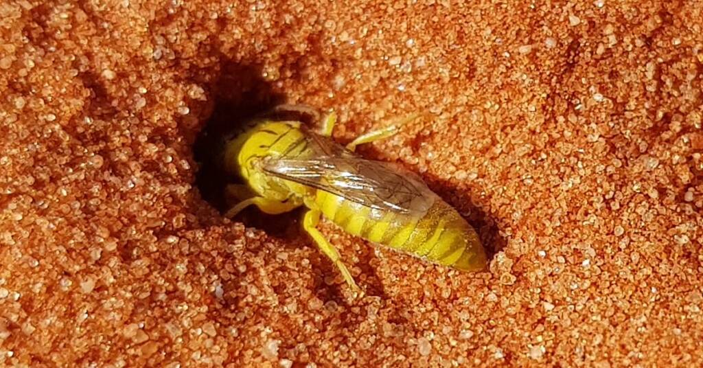 Sand Wasp (subfamily Bembicinae), Alice Springs, NT