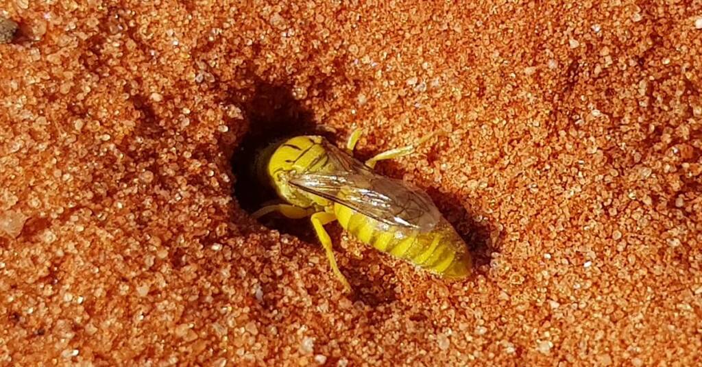 Sand Wasp (subfamily Bembicinae), Alice Springs, NT