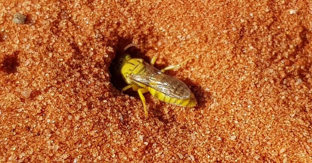 Sand Wasp (subfamily Bembicinae), Alice Springs, NT