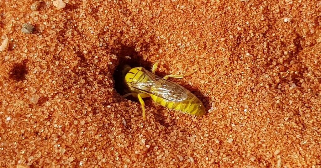 Sand Wasp (subfamily Bembicinae), Alice Springs, NT