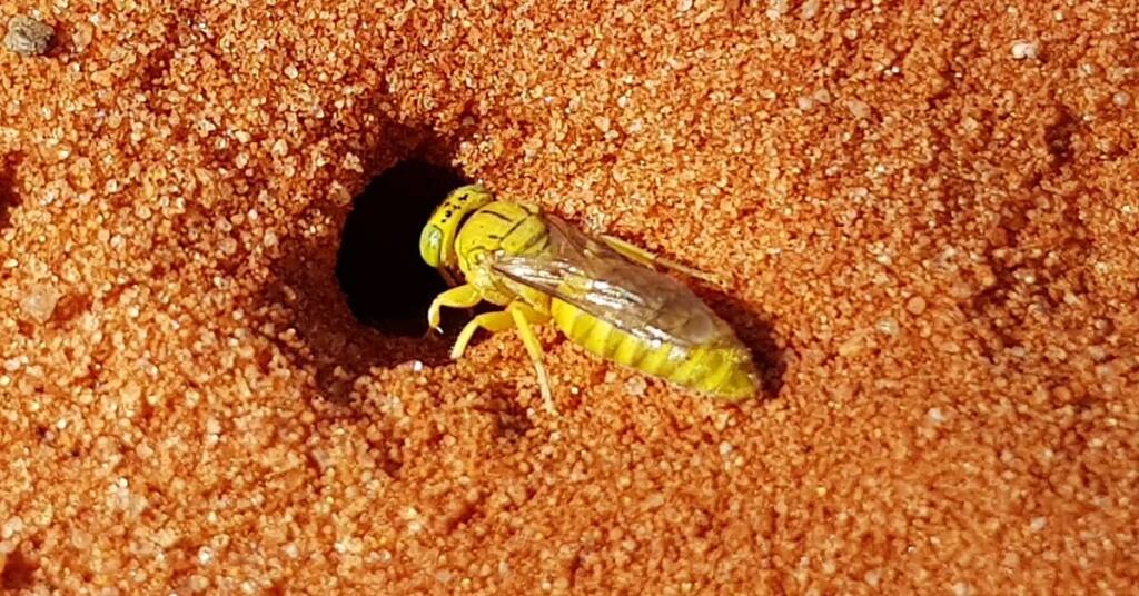 Sand Wasp (subfamily Bembicinae), Alice Springs, NT