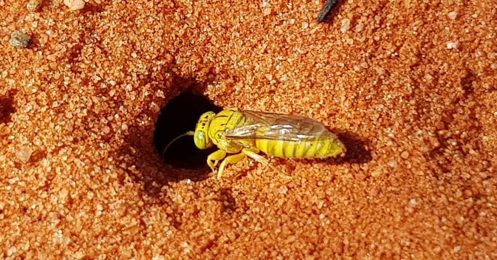 Sand Wasp (subfamily Bembicinae), Alice Springs, NT
