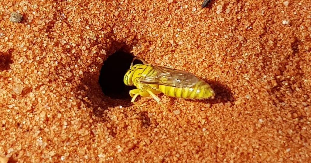 Sand Wasp (subfamily Bembicinae), Alice Springs, NT