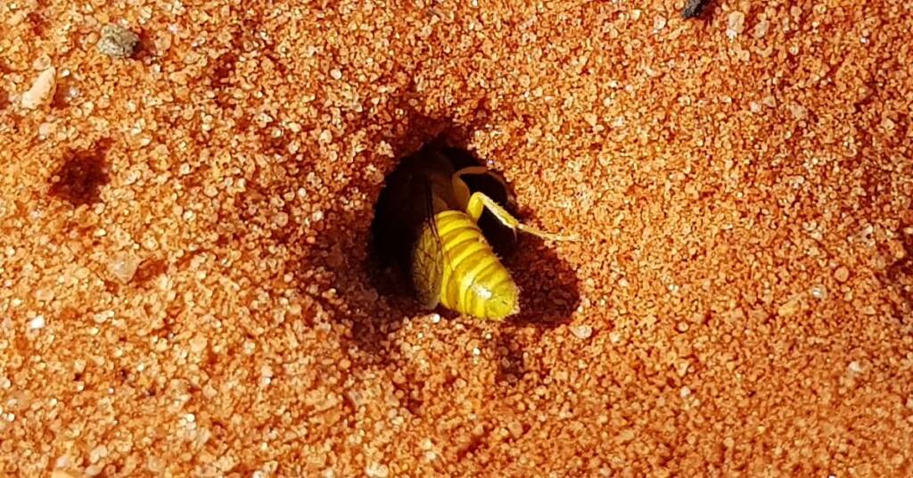 Sand Wasp (subfamily Bembicinae), Alice Springs, NT