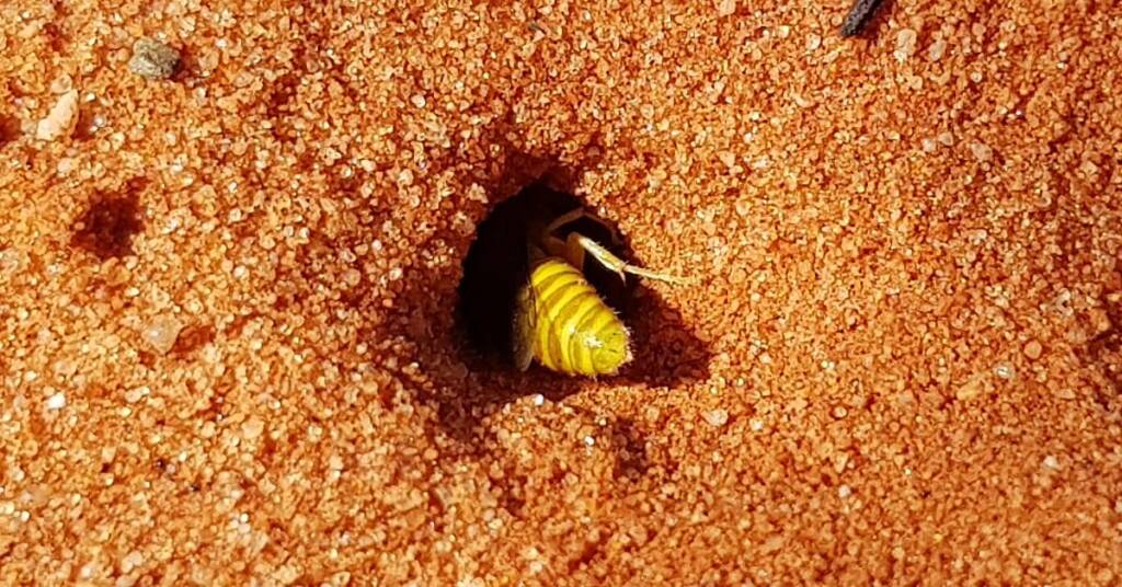 Sand Wasp (subfamily Bembicinae), Alice Springs, NT