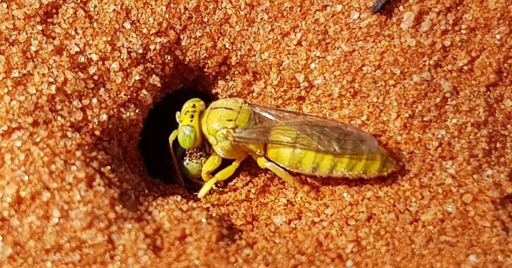 Sand Wasp (subfamily Bembicinae), Alice Springs, NT