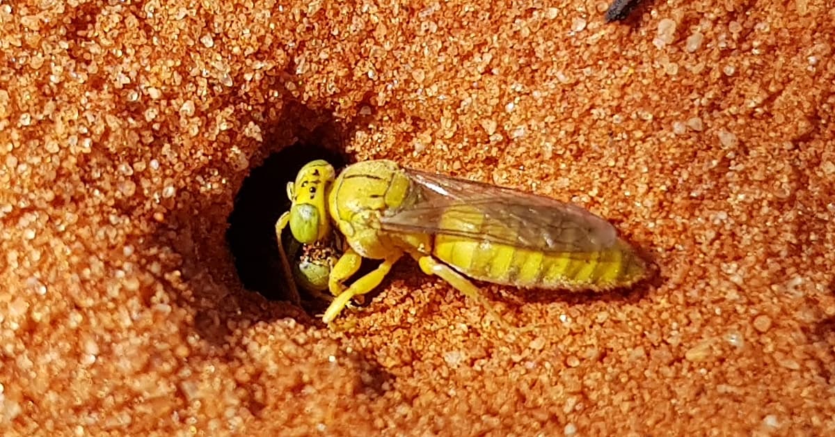Sand Wasp (subfamily Bembicinae), Alice Springs, NT