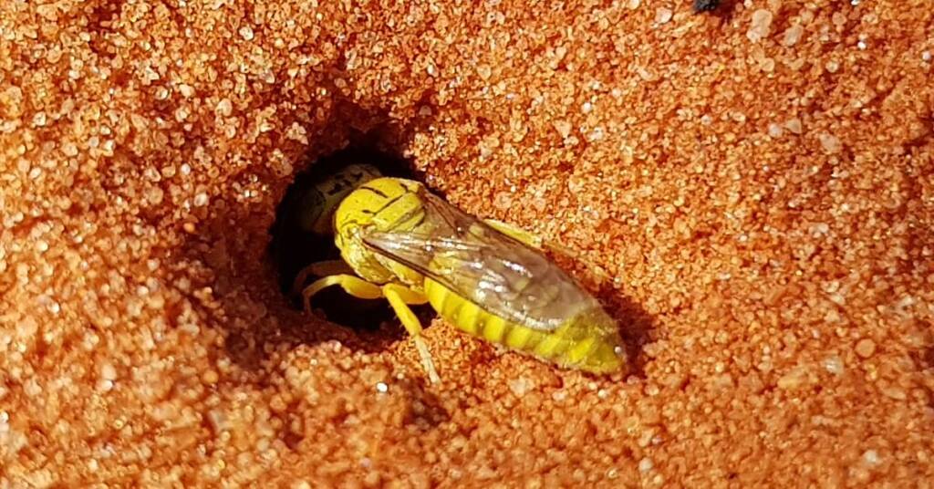 Sand Wasp (subfamily Bembicinae), Alice Springs, NT