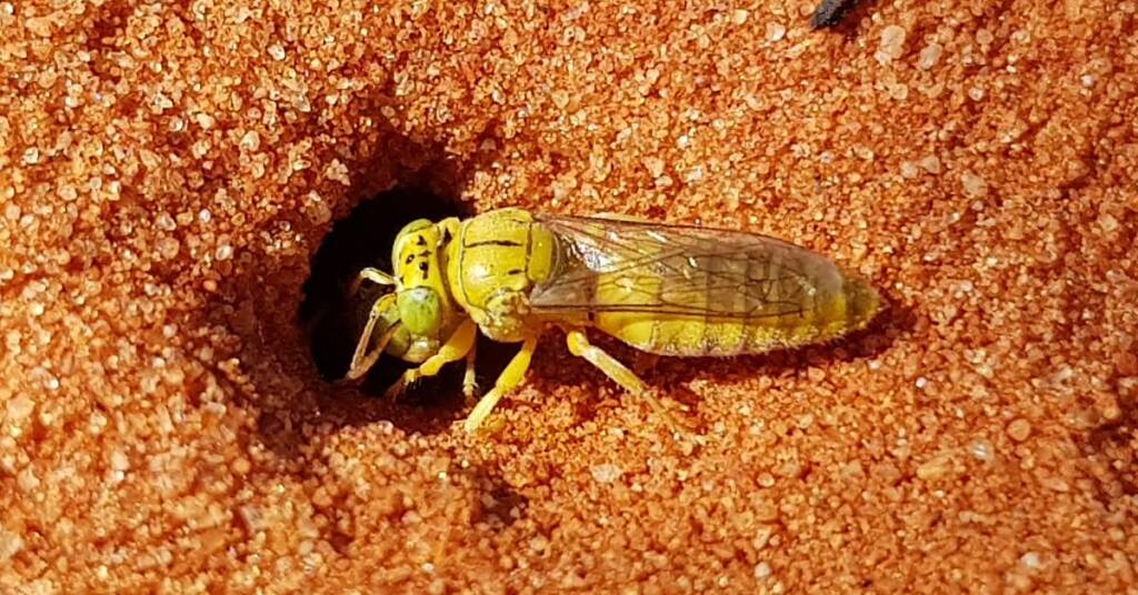 Sand Wasp (subfamily Bembicinae), Alice Springs, NT