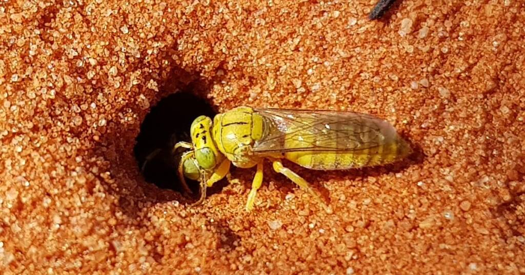 Sand Wasp (subfamily Bembicinae), Alice Springs, NT
