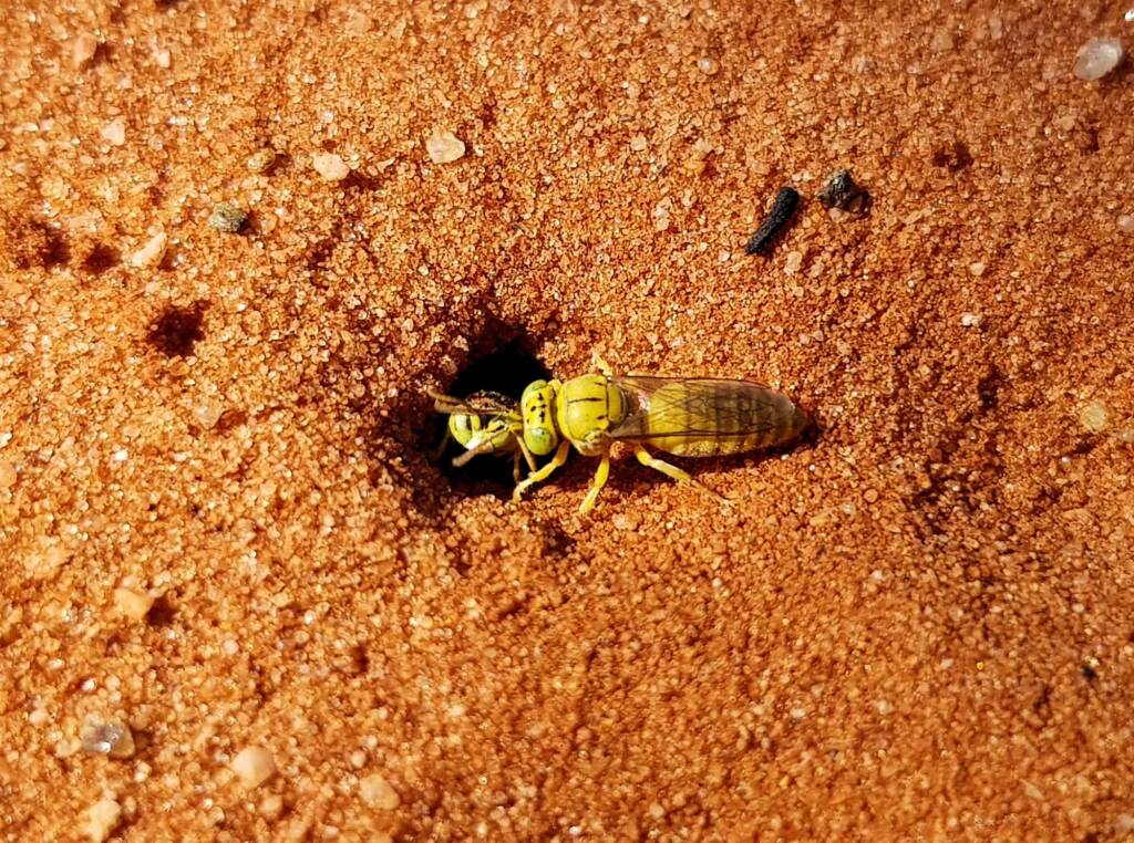 Sand Wasp (subfamily Bembicinae), Alice Springs, NT