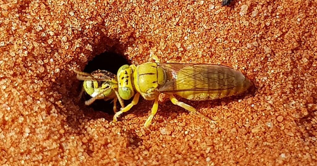 Sand Wasp (subfamily Bembicinae), Alice Springs, NT