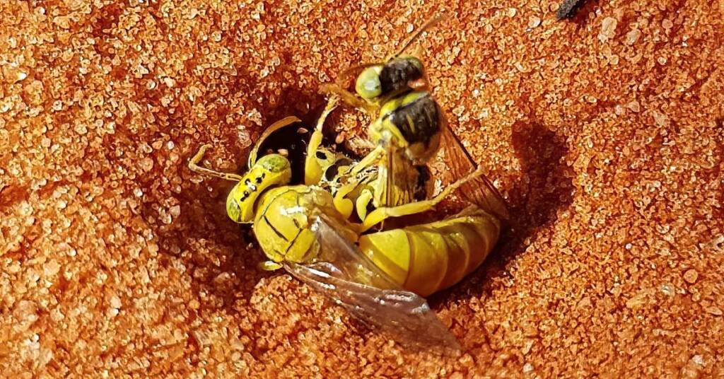 Sand Wasp (subfamily Bembicinae), Alice Springs, NT