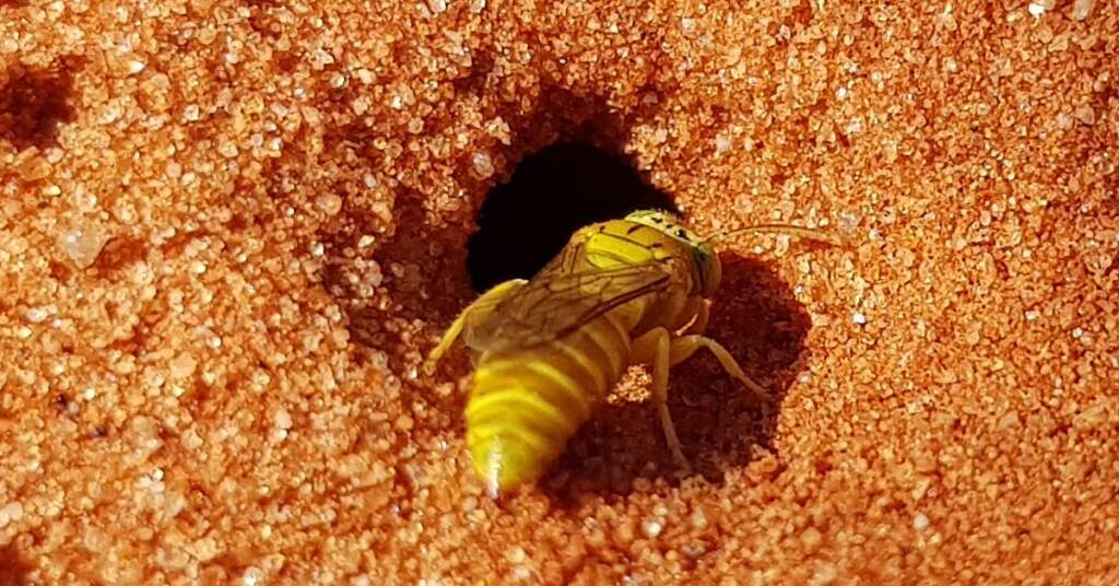 Sand Wasp (subfamily Bembicinae), Alice Springs, NT
