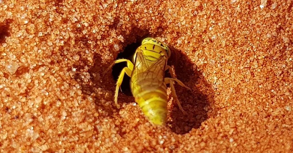 Sand Wasp (subfamily Bembicinae), Alice Springs, NT