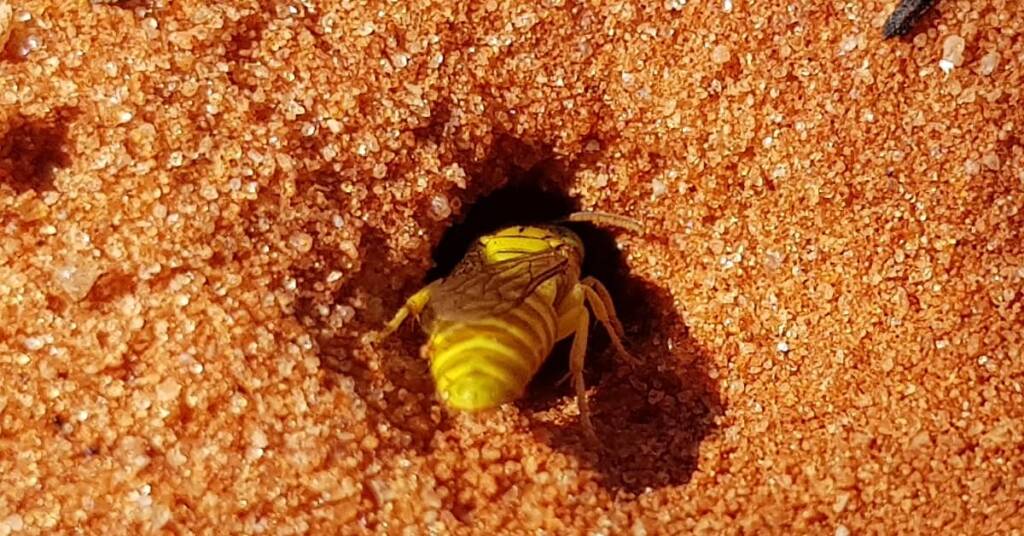 Sand Wasp (subfamily Bembicinae), Alice Springs, NT